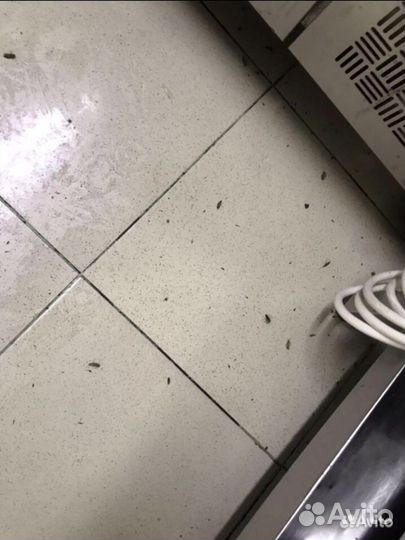 Дезинфекция клопов тараканов крыс запахов