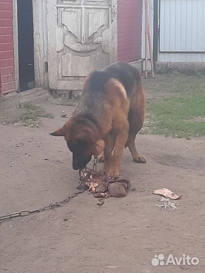 Немец для вязки