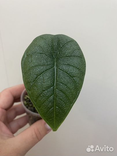 Алоказия мело