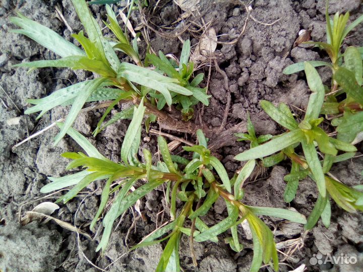 Корни эстрагона гвоздичного, мелисса лимонная