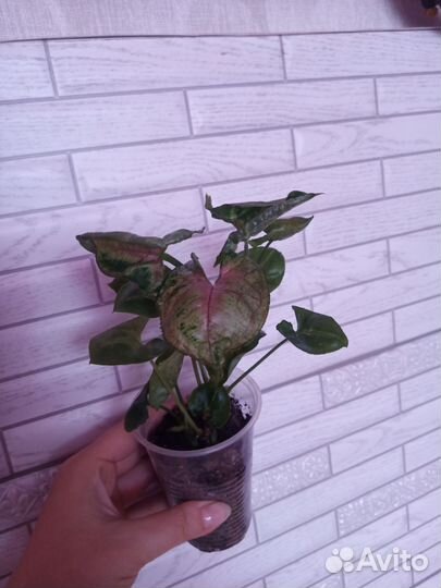 Сингониум Тиффани