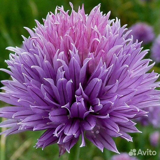 Лук многоярусный, Чеснок и лук китайский