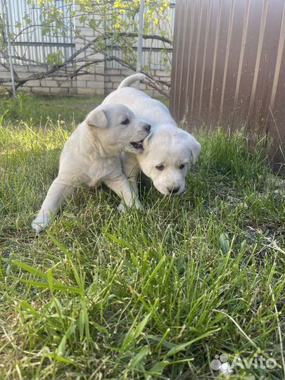 Щеночки в добрые руки