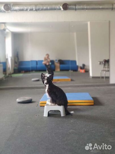 Услуги кинолога