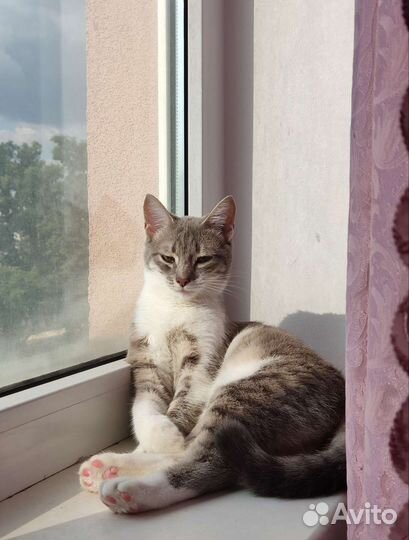 Кошка в дар бесплатно