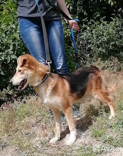 Собачка 11 мес