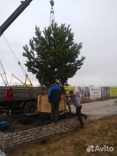 Крупномеры Сосны обыкновенной