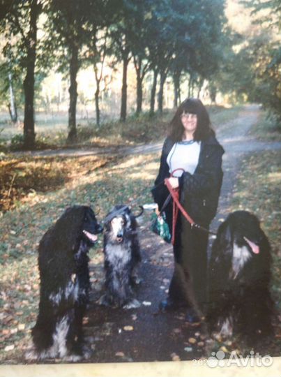 Выгул собак