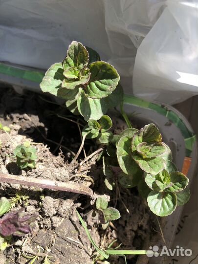 Пряные травы для дачи