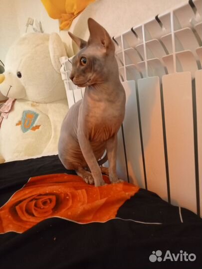 Сфинкс 1.5 года