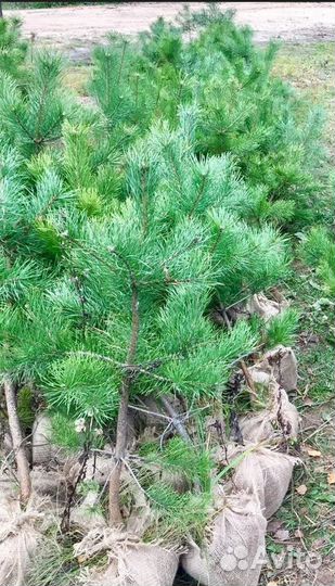 Саженцы Сосны и Ели с доставкой