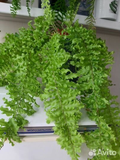 Папоротник Нефролепис