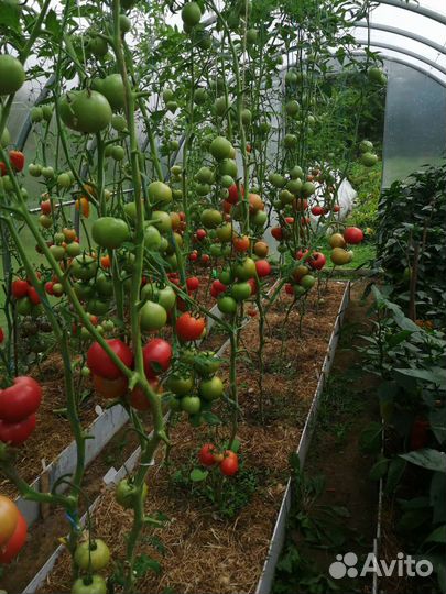 Помидоры свежие домашние