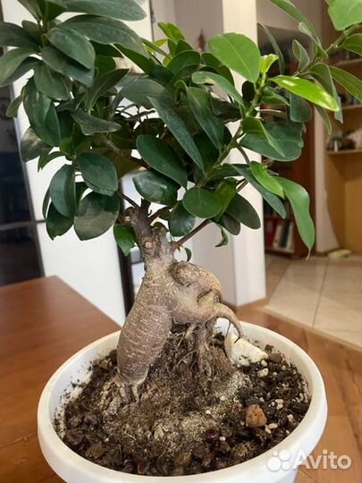 Фикус Микрокарпа