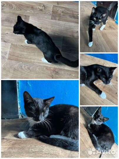 Кошечка потеряшка