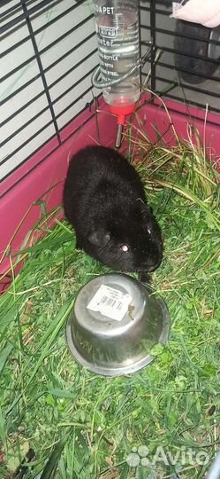 Морская свинка мальчик