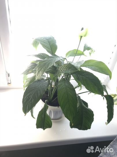 Спатифиллум