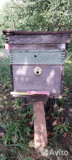 Продам пчелосемьи с ульями
