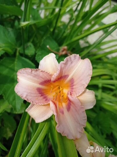 Лилейники сортовые