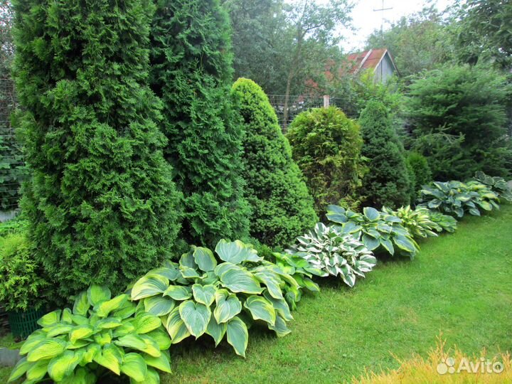 Многолетние растения для сада