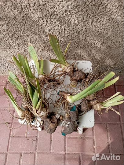 Ирис белый гигант ароматный