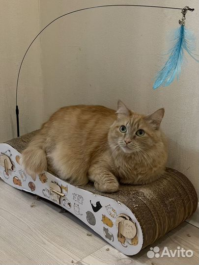 Сибирская кошка