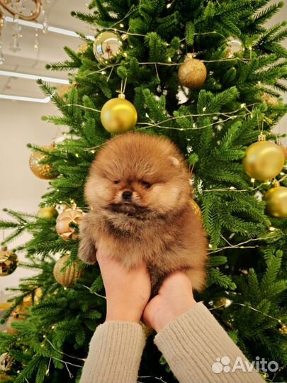 Померанский шпиц люксовый медведь