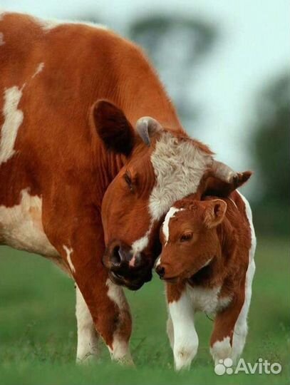 Бычки и телята