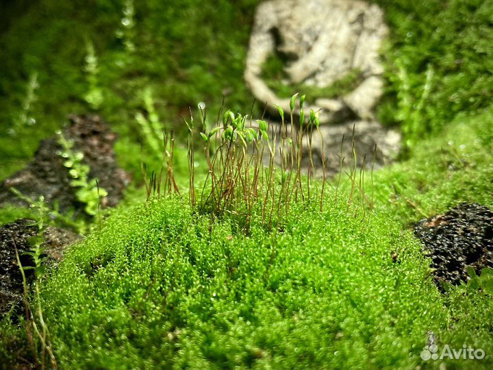 Мохариум с живым мхом и буддой