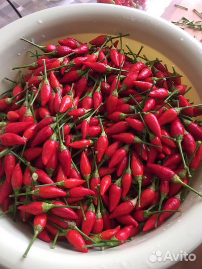 Семена перца острого Пиковая дама