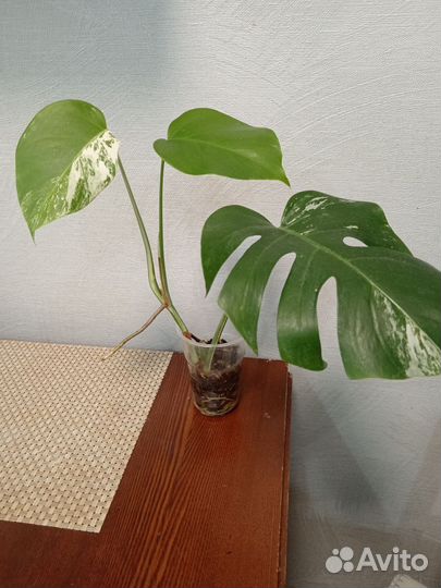 Платицериум оленьи рога