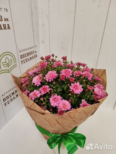 Хризантема мультифлора