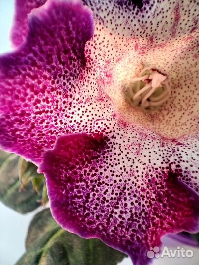 Глоксиния сортовая