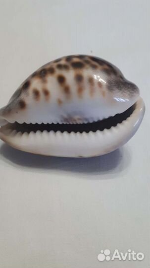 Набор ракушек