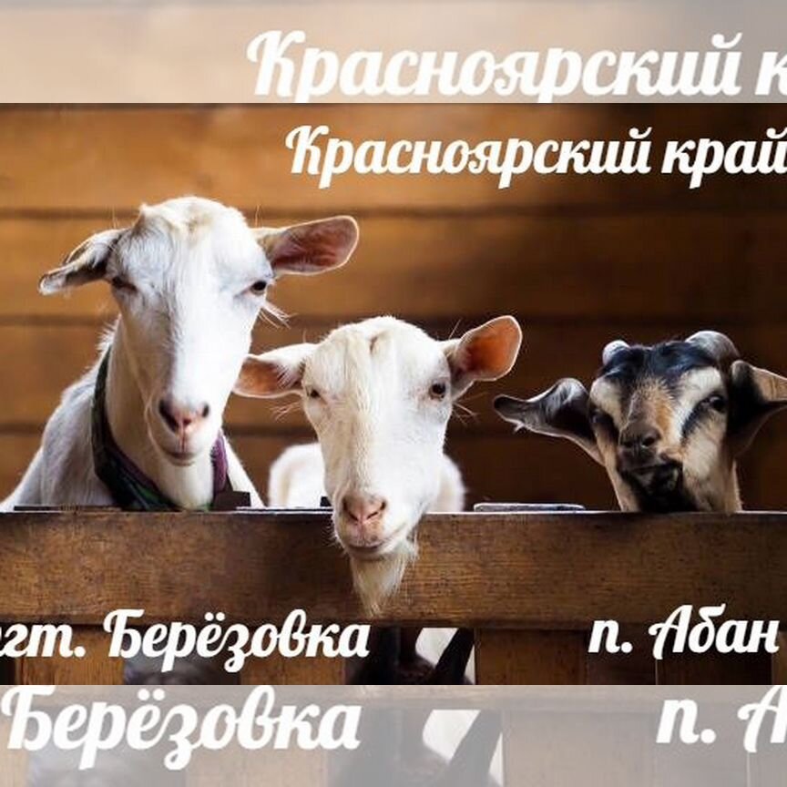 Продукты на корм животным (п.Абан,пгт. Берёзовка)