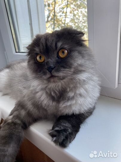 Кошка шотландская вислоухая