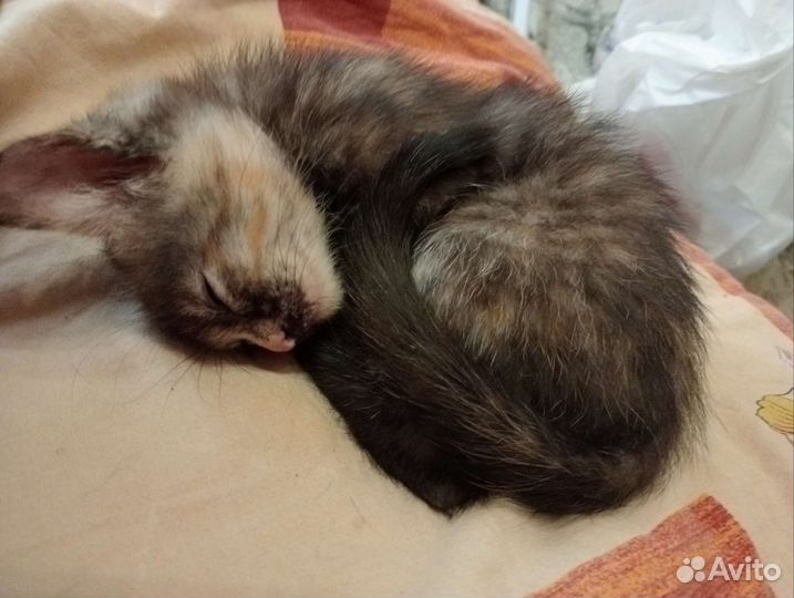 Кошка скоттиш страитт