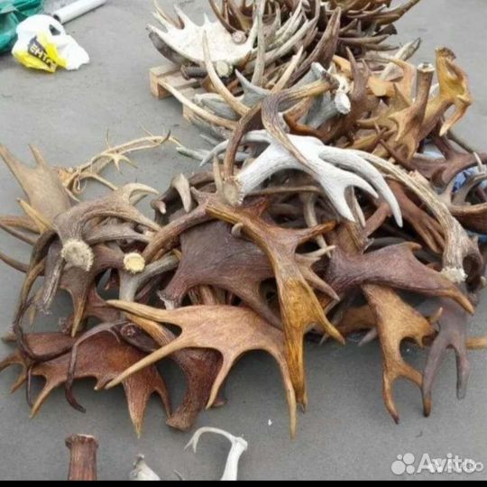 Рога диких животных