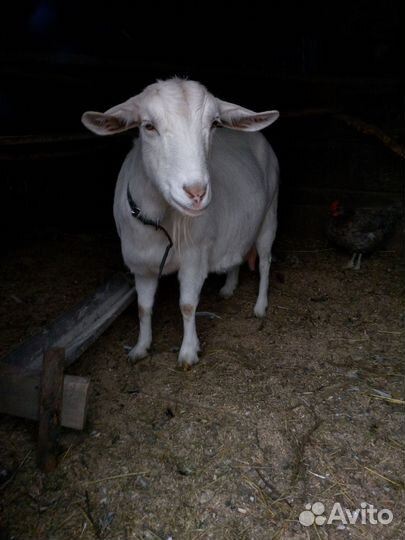 Коза дойная молочная