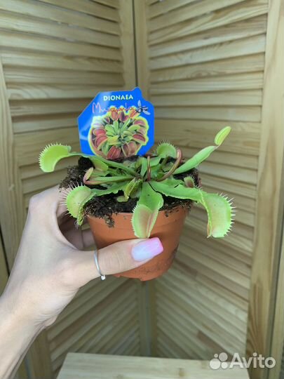 Дионея Венерина мухоловка