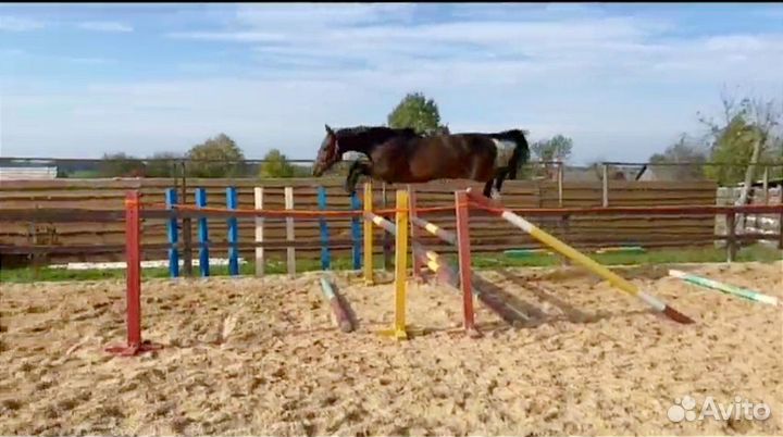 Жеребец импорт