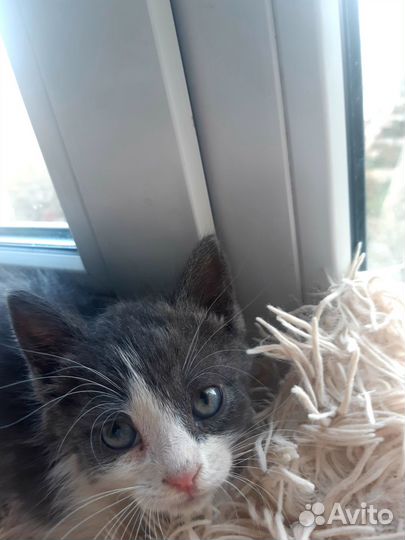 Отдам котенка в добрые руки