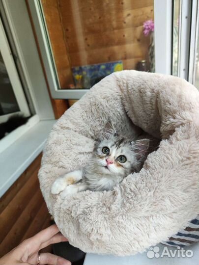 Кошка в дар бесплатно