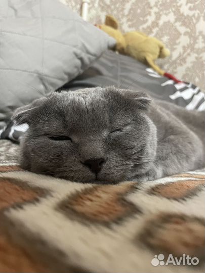 Отдам британскую кошку