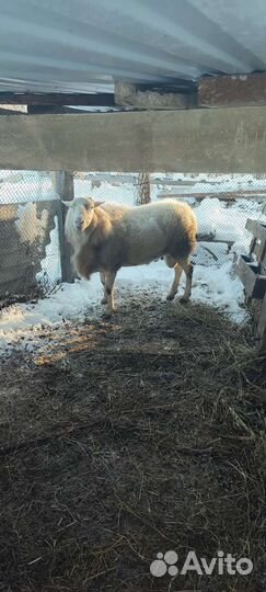 Баран кубанский