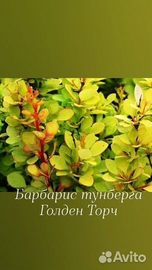 Барбарис тунберга