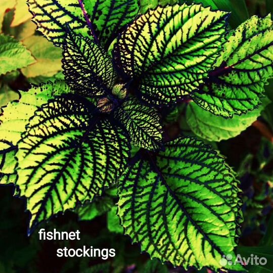 Колеусы более 150 сортов Севастополь Фиолент