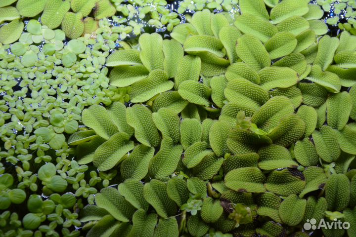 Аквариумные растения разные