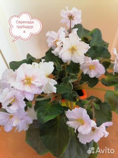 Сортовые фиалки