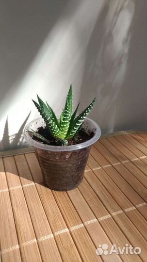 Хавортия кактусы и суккуленты цветы комнатные